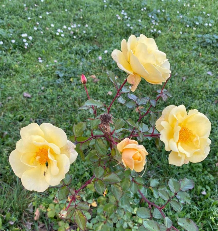 Апарт отель Il Casale Delle Rose Паганико Экстерьер фото